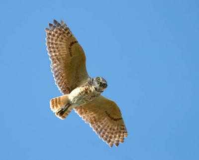 burrowing owl 4