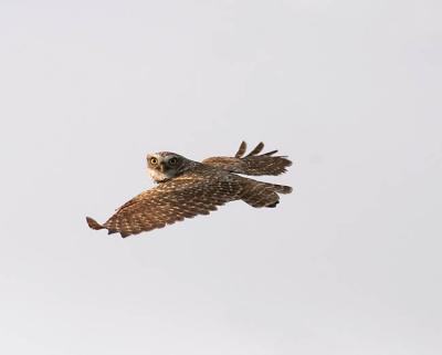 burrowing owl 5