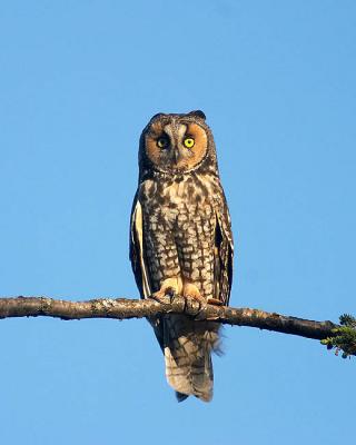 long-eared owl 2