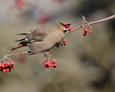 bohemian waxwing 6229