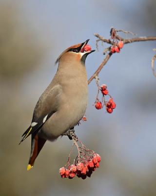 bohemian waxwing 6286
