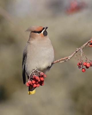bohemian waxwing 6345