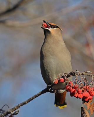 bohemian waxwing 6365