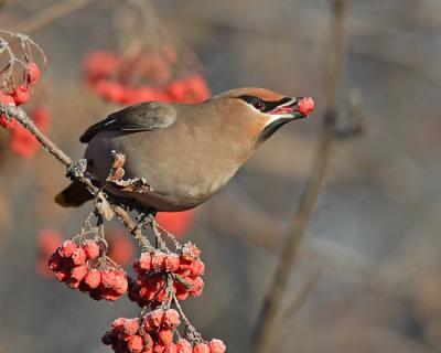 bohemian waxwing 6371