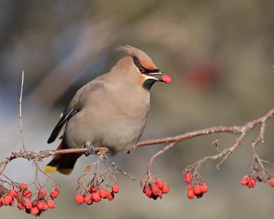 bohemian waxwing 6425