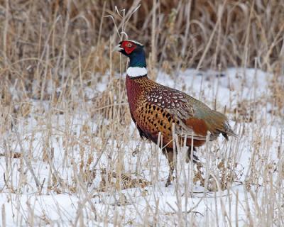 ring-necked pheasant 6539