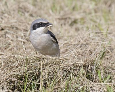loggerhead shrike 3875