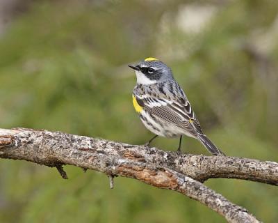 yellow-rumped warbler 6945