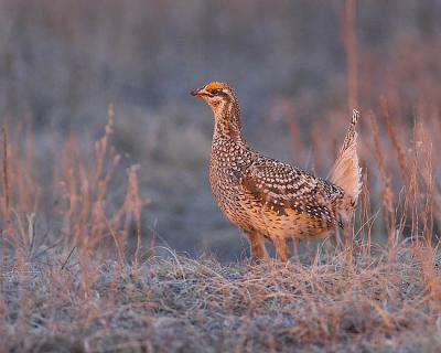 sharp-tailed grouse 12