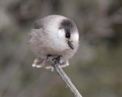 gray jay 7282