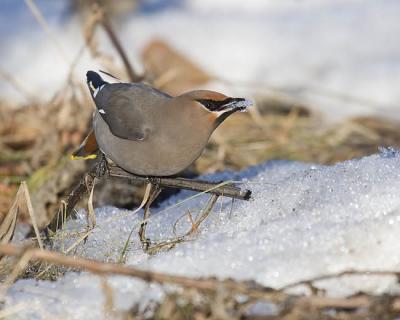 bohemian waxwing 0382