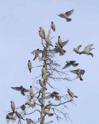 bohemian waxwings 7674