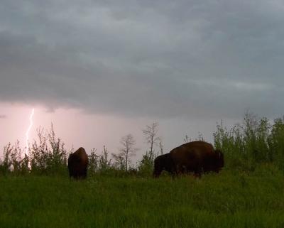 bison & lightning