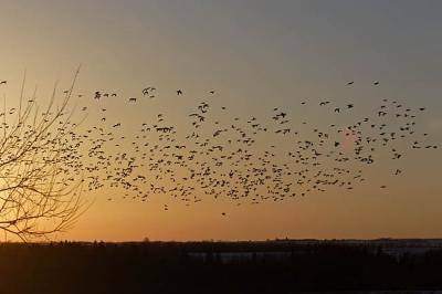 ducks at dusk 9404