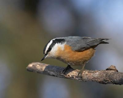 red-breasted nuthatch 4