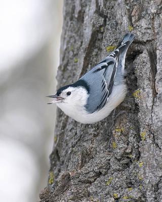 white-breasted nuthatch 2