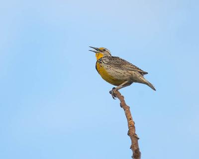 g3/11/497011/3/55561172.meadowlark4copy.jpg