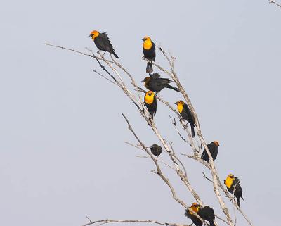 yellow-headed blackbirds