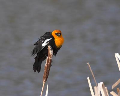yellow-headed blackbird 5
