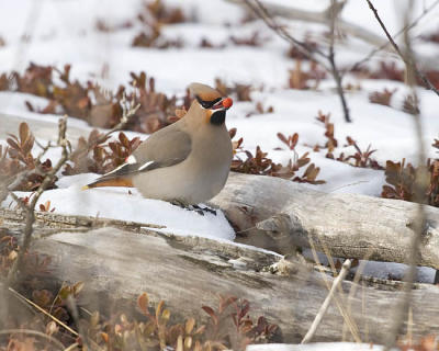 bohemian waxwing 9556