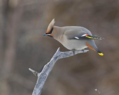 bohemian waxwing 9702