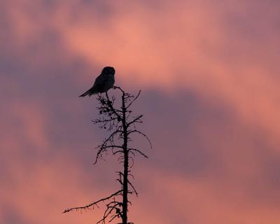 northern hawk owl 9858