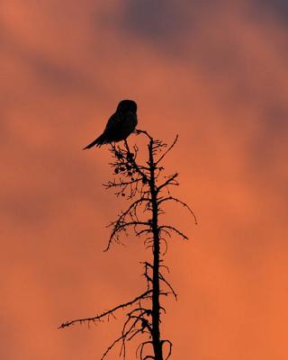 northern hawk owl 9876