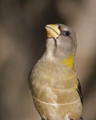 evening grosbeak 0243
