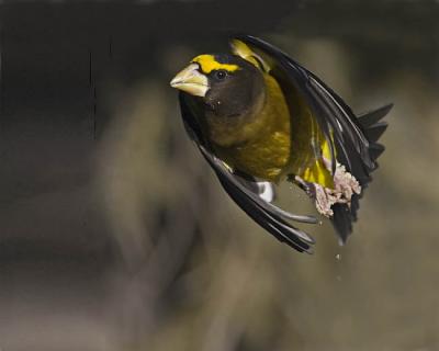 evening grosbeak 0261