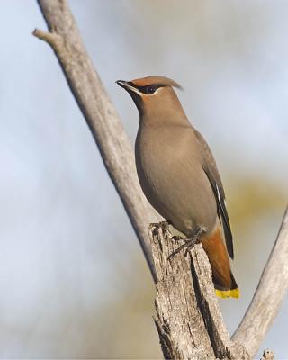 bohemian waxwing 0964