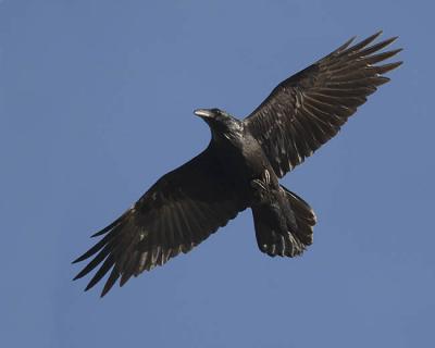 common raven 0870