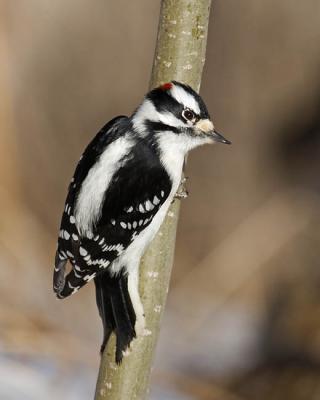 downy woodpecker 0790
