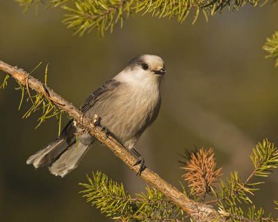 gray jay 1045