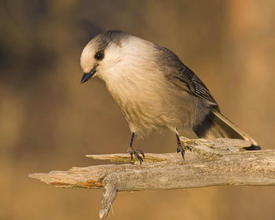 gray jay 1205