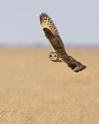 short-eared owl 1769