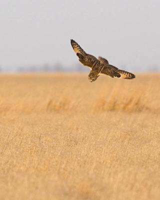 short-eared owl 1951