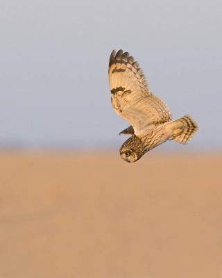 short-eared owl 2132