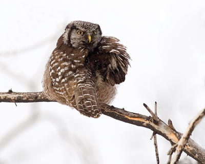 northern hawk owl 2474