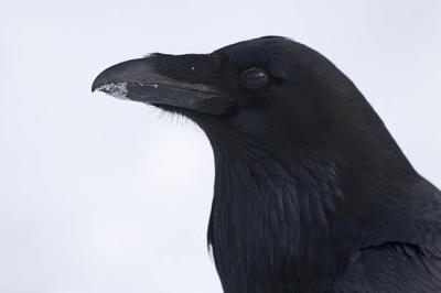 common raven 3438