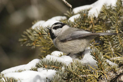 mountain chickadee 3797