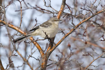 northern mockingbird 4116