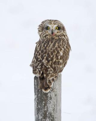 short-eared owl 3894