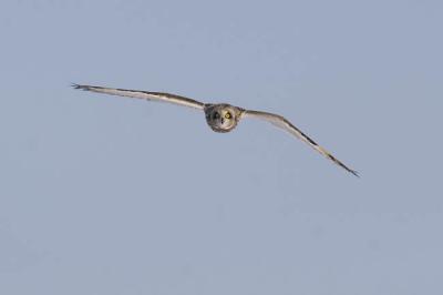 short-eared owl 4634