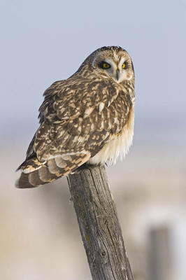 short-eared owl 4695