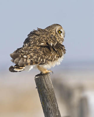 short-eared owl 4710