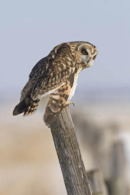 short-eared owl 4722