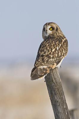 short-eared owl 4730