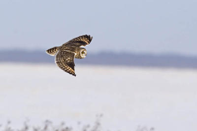 short-eared owl 4745