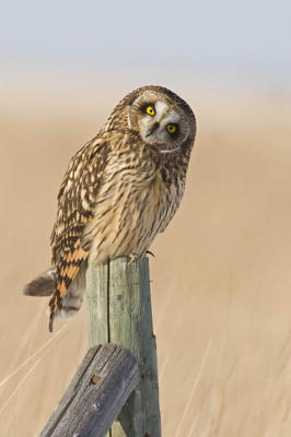 short-eared owl 4959