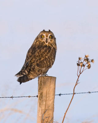short-eared owl 5052